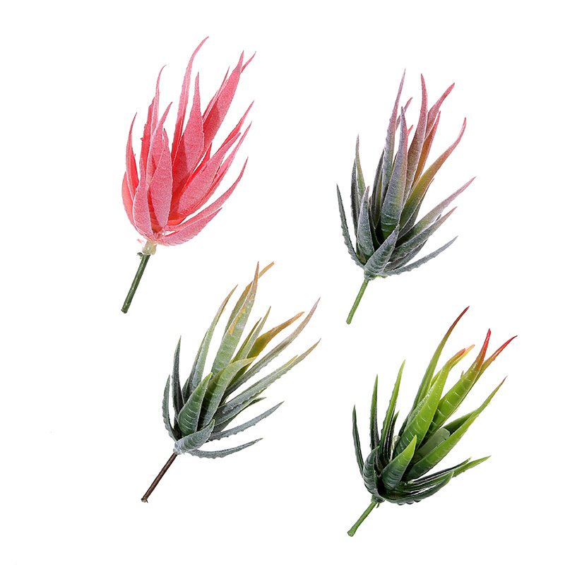 Succulent Arrangement Mini - Wusmart Ban Ma Lu Hui plantes