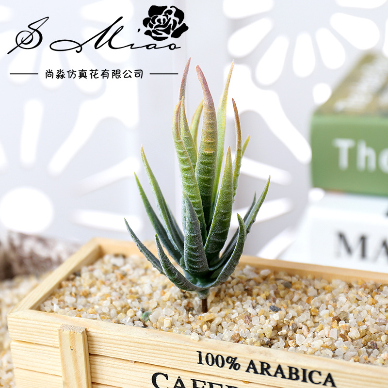 Succulent Arrangement Mini - Wusmart Ban Ma Lu Hui Plantes