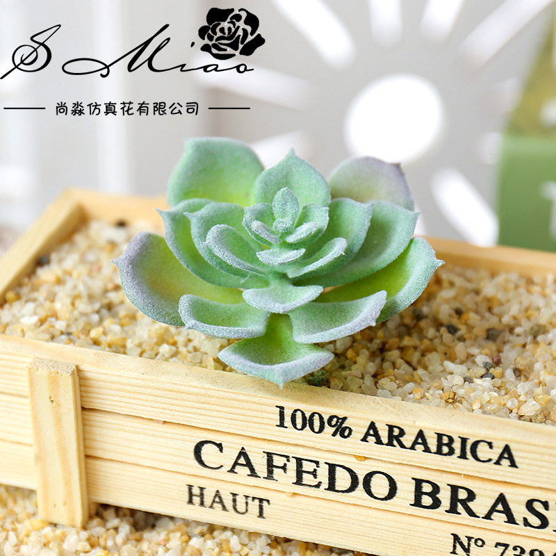 Wusmart – petites plantes succ - Succulent Arrangement Mini avis et prix