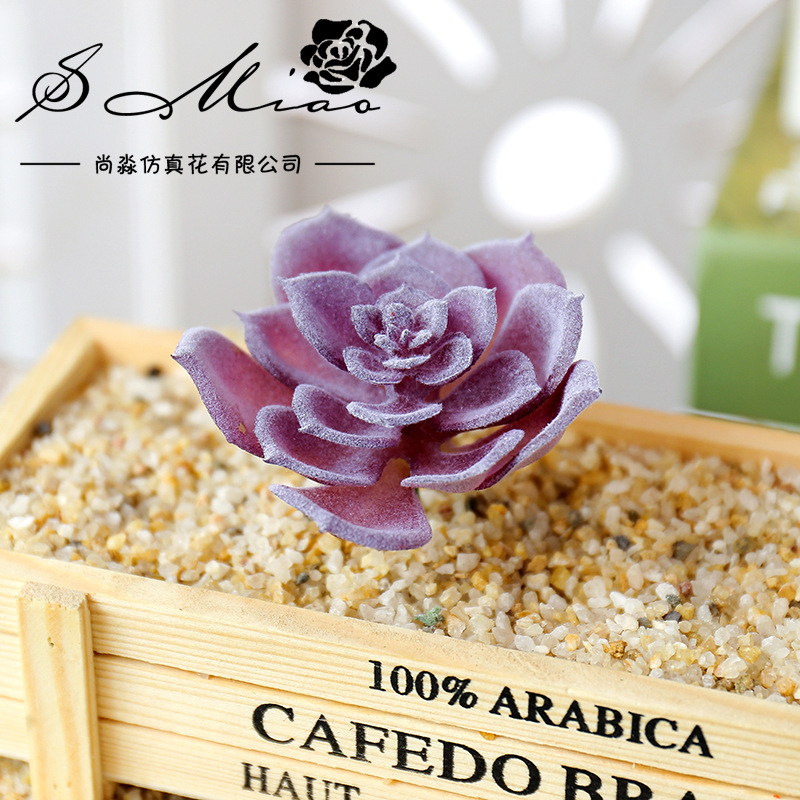 Wusmart – petites plantes succ - Succulent Arrangement Mini avis et prix