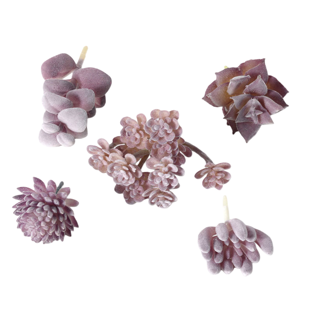 Arrangement de plantes succule - Succulent Arrangement Mini avis et prix