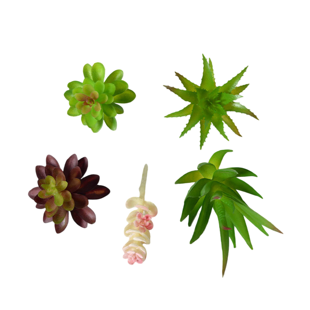 Arrangement de plantes succule - Succulent Arrangement Mini avis et prix