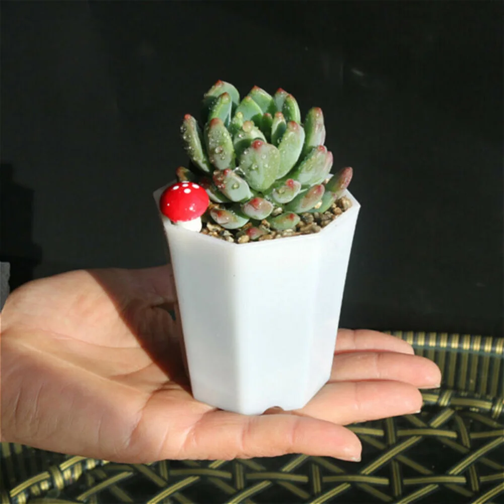 10 pots en plastique pour mini - Succulent Arrangement Mini avis et prix
