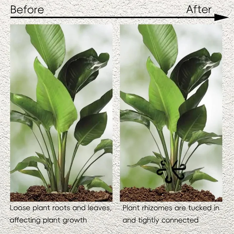 Supports de feuilles pour Aloc - Variegated Monstera Node avis et prix