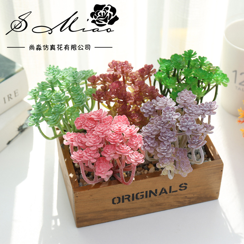 Wusmart-Grandes plantes succul - Succulent Arrangement Mini avis et prix