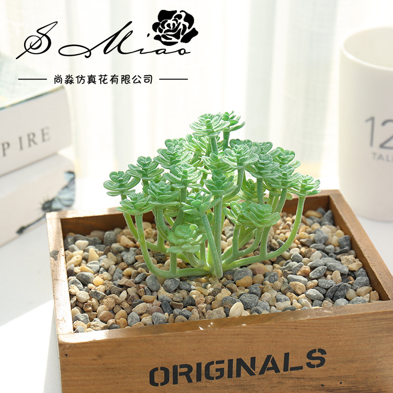 Wusmart-Grandes plantes succul - Succulent Arrangement Mini avis et prix