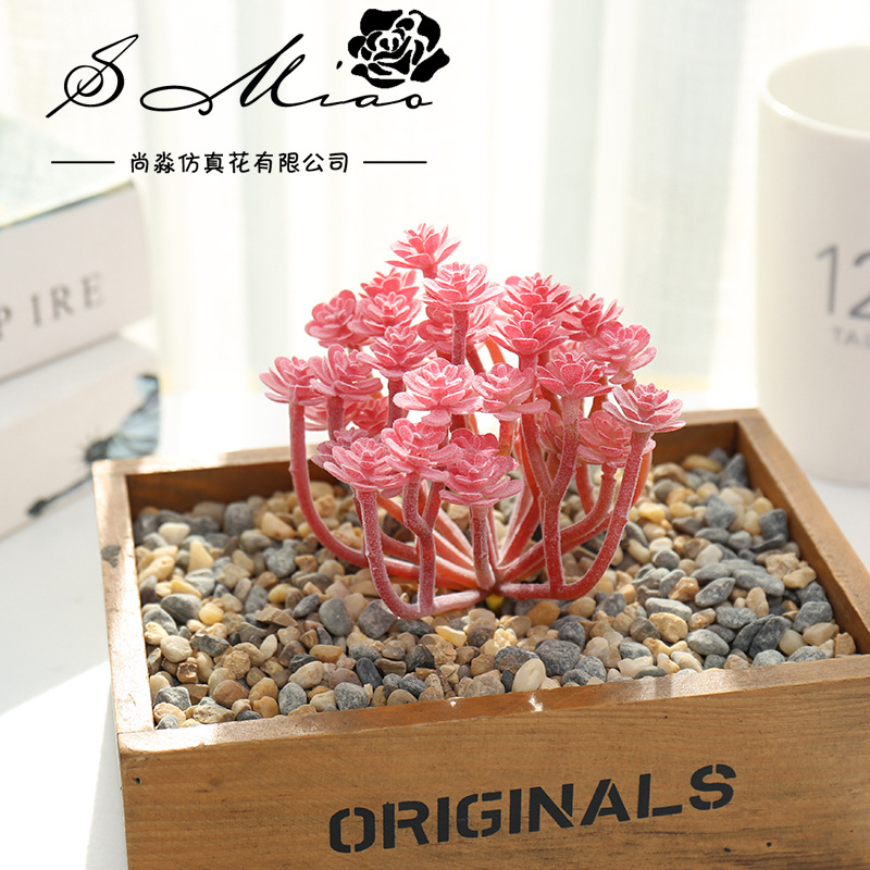 Wusmart-Grandes plantes succul - Succulent Arrangement Mini avis et prix