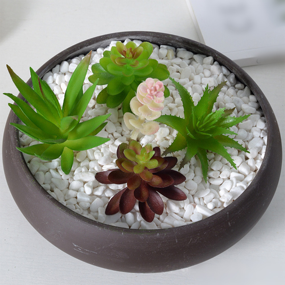 Arrangement de plantes succule - Succulent Arrangement Mini avis et prix