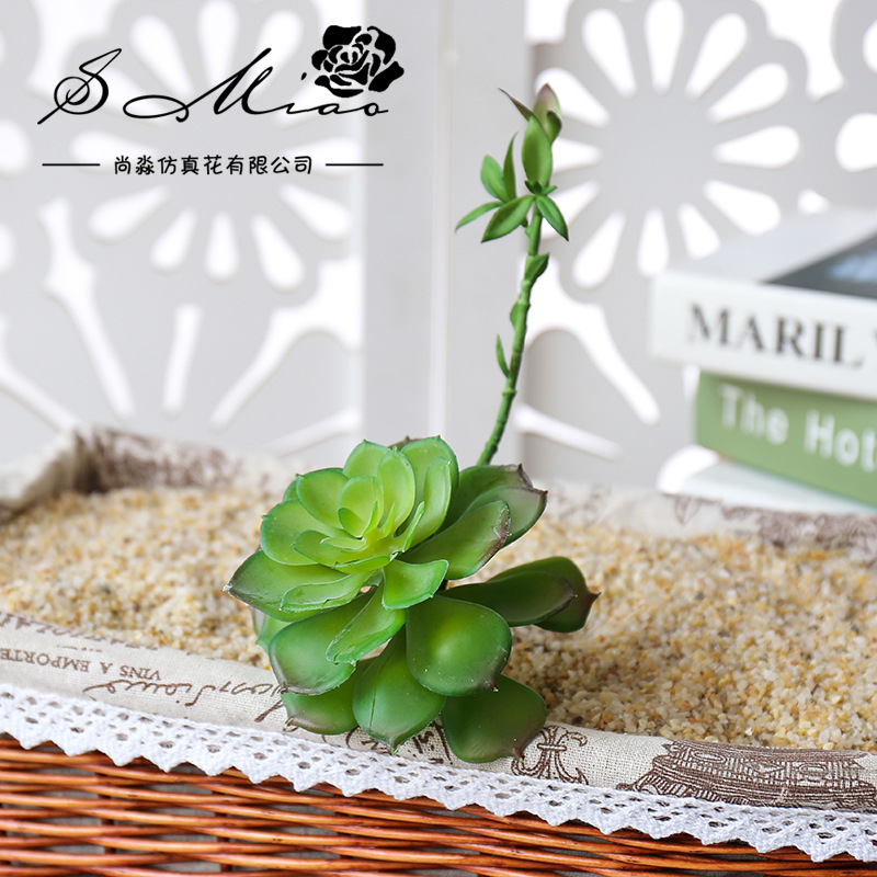 Wusmart-Grandes plantes succul - Succulent Arrangement Mini avis et prix