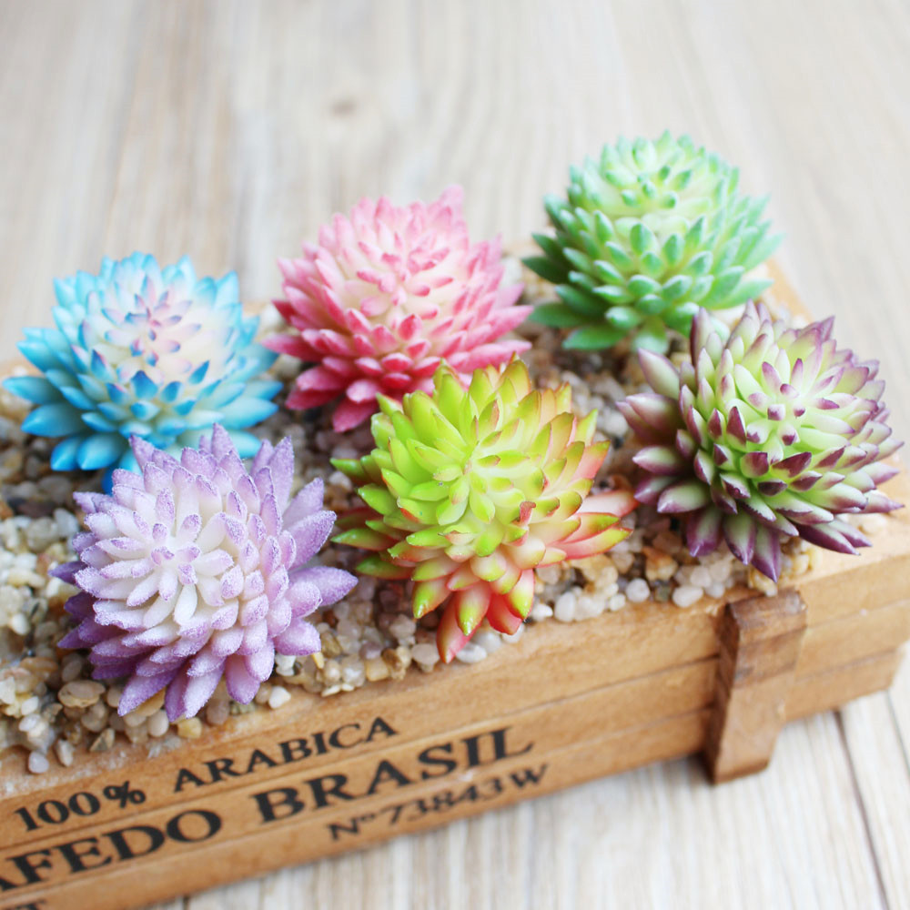 Wusmart-Plantes succulentes ar - Succulent Arrangement Mini avis et prix