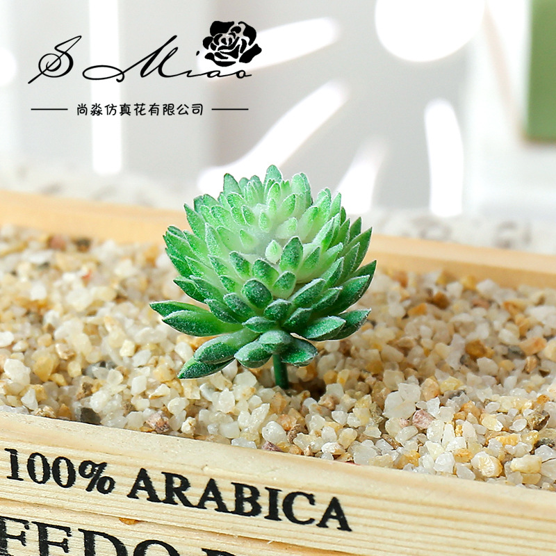 Wusmart-Plantes succulentes ar - Succulent Arrangement Mini avis et prix