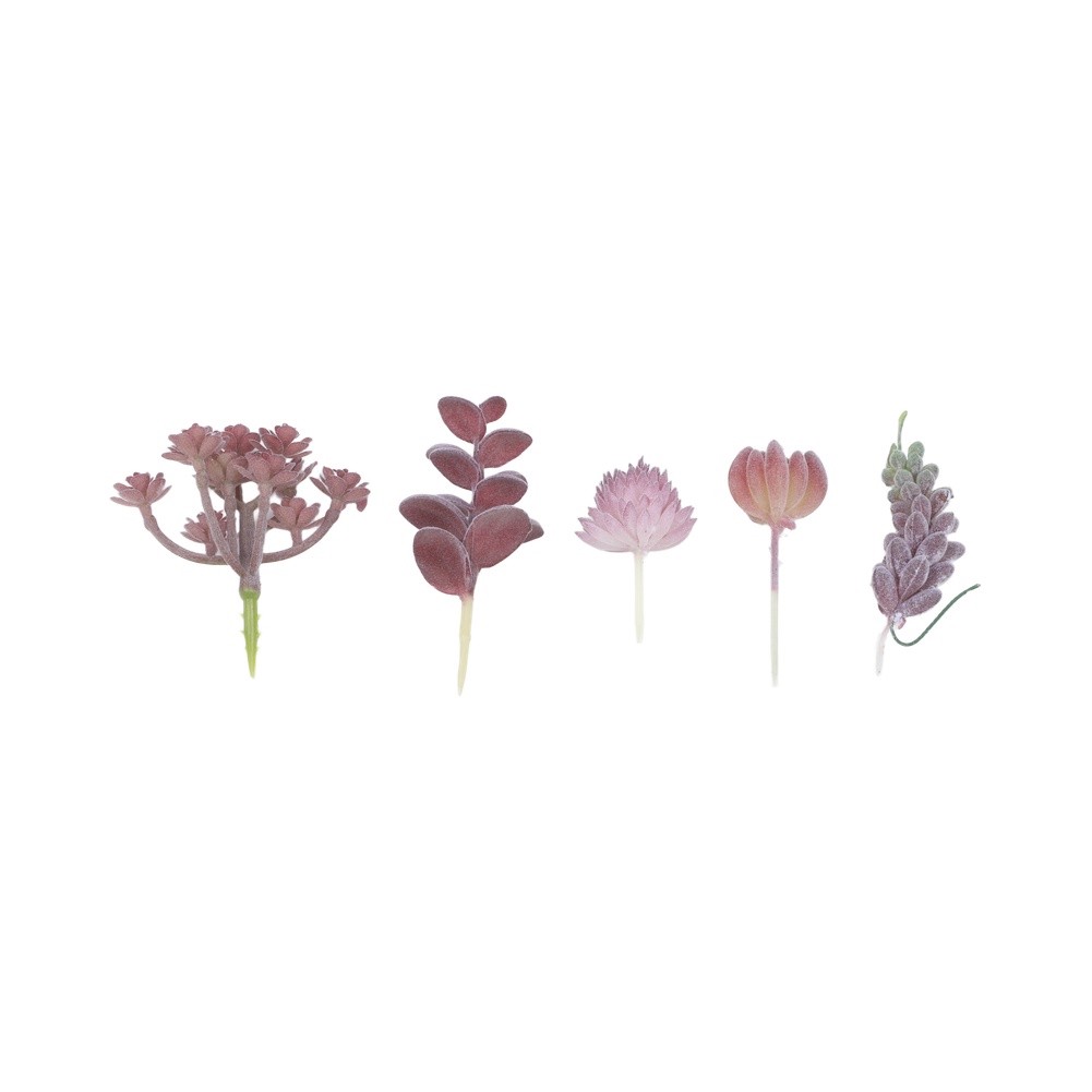 Arrangement de plantes succule - Succulent Arrangement Mini avis et prix