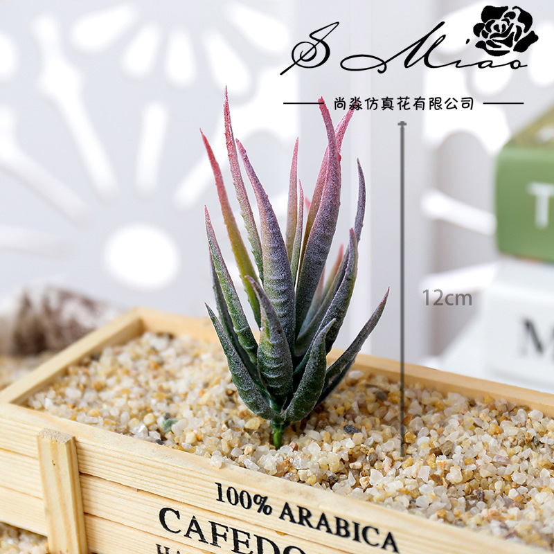 Wusmart Ban Ma Lu Hui Plantes  - Succulent Arrangement Mini avis et prix