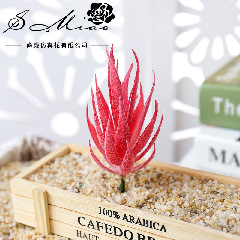 Wusmart Ban Ma Lu Hui Plantes  - Succulent Arrangement Mini avis et prix
