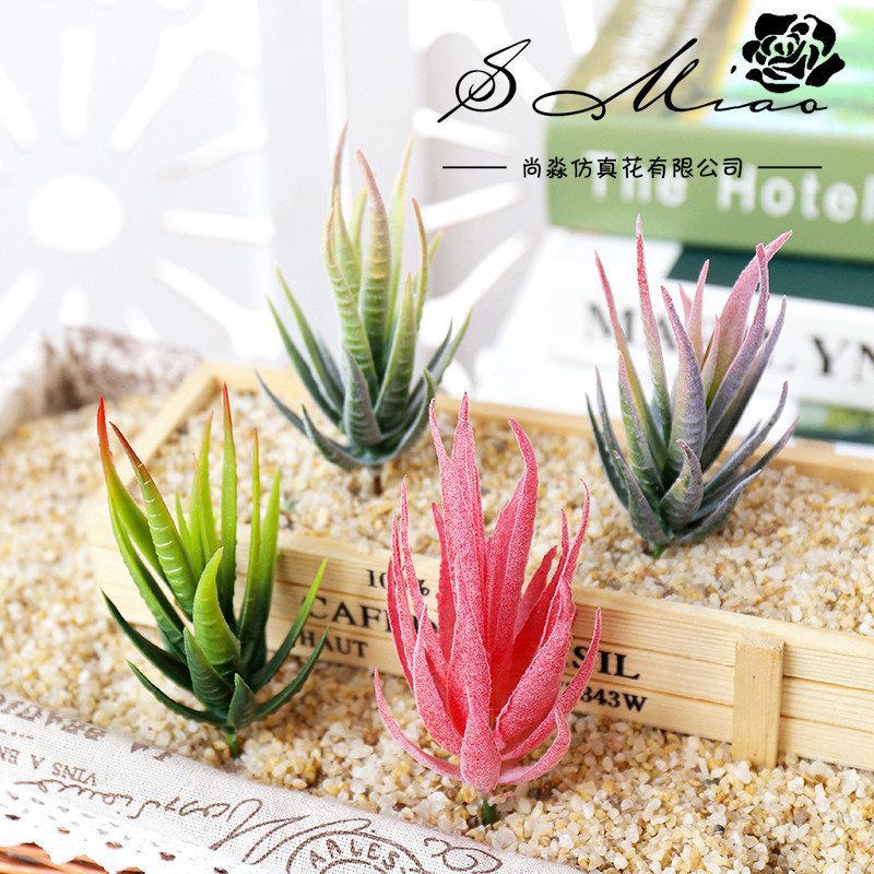 Wusmart Ban Ma Lu Hui Plantes  - Succulent Arrangement Mini avis et prix
